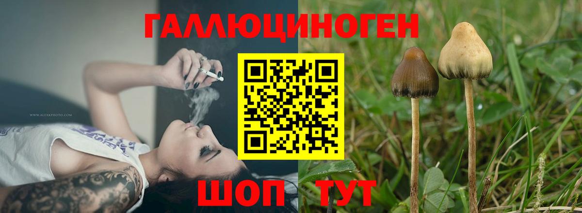 Псилоцибиновые грибы Psilocybe Рыбинск